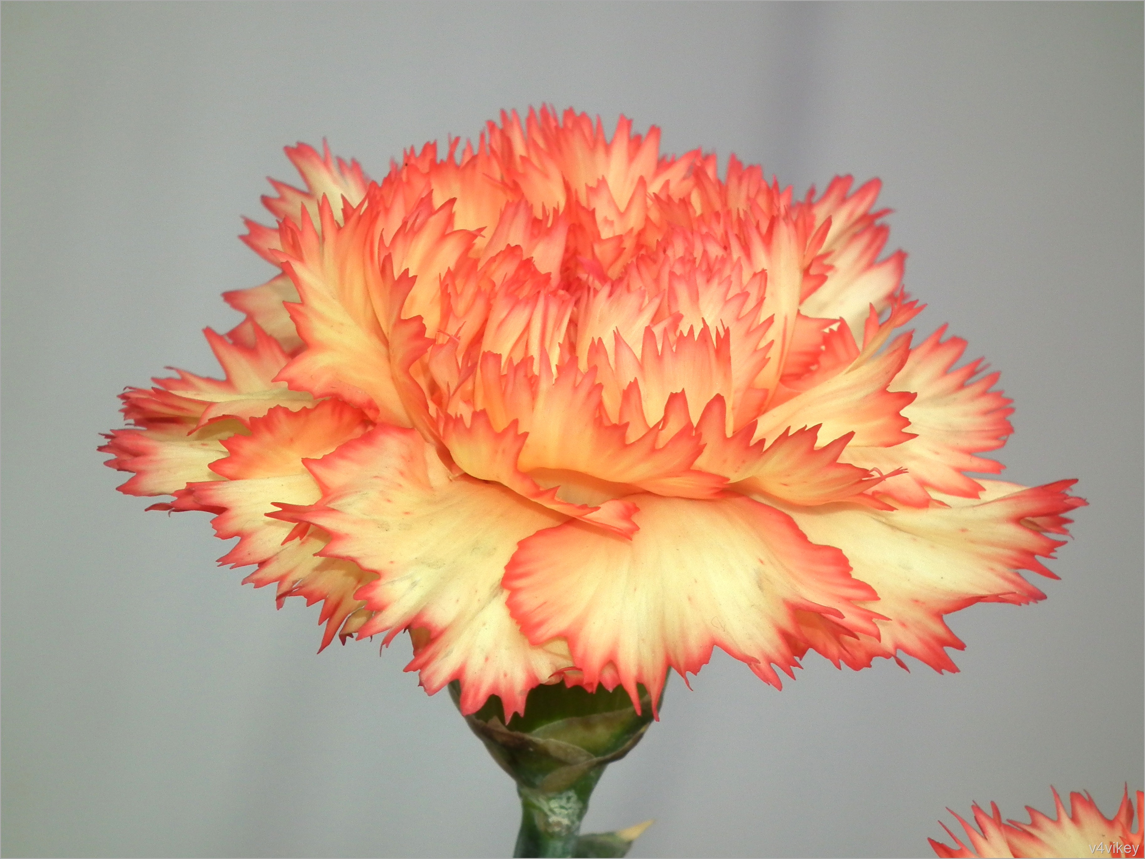 Carnation Flower Wallpapers