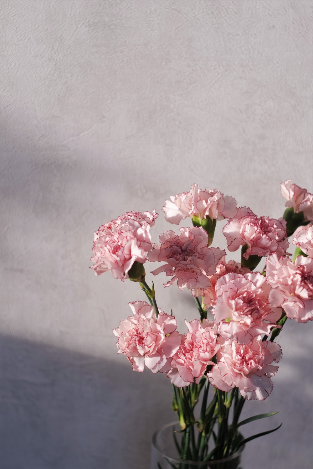 Carnation Flower Wallpapers
