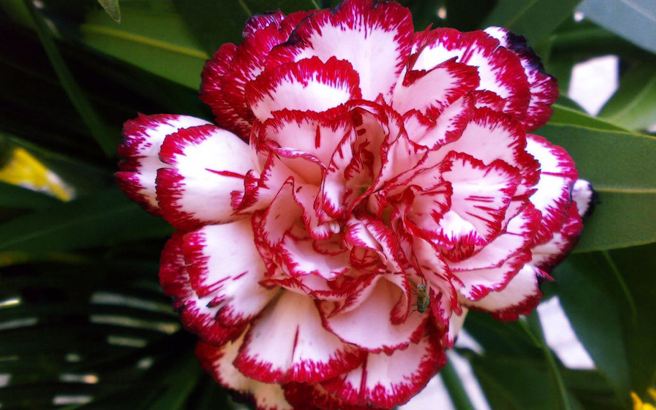 Carnation Flower Wallpapers