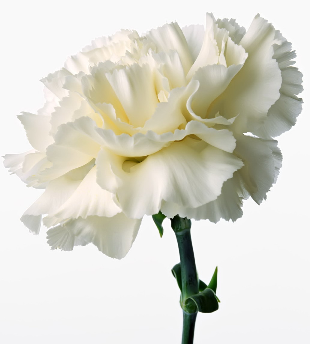 Carnation Flower Wallpapers