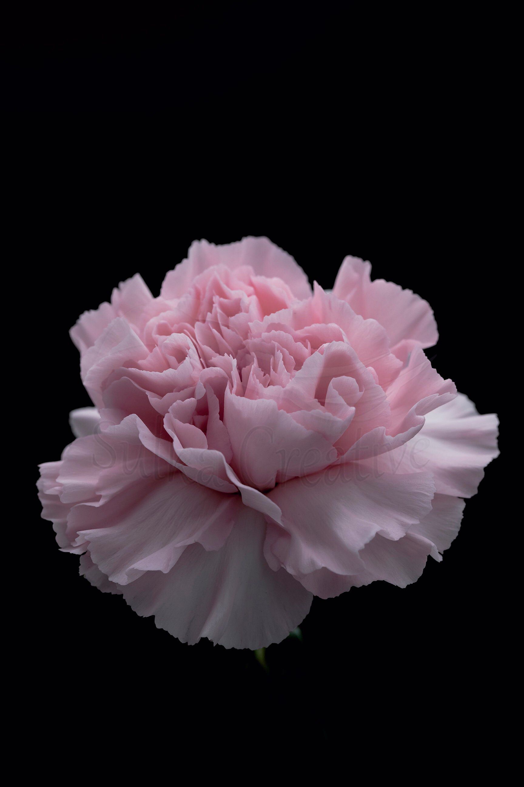 Carnation Flower Wallpapers