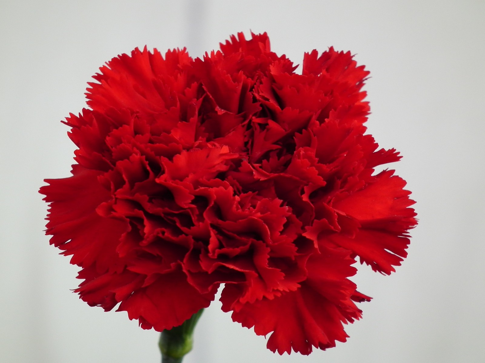 Carnation Flower Wallpapers