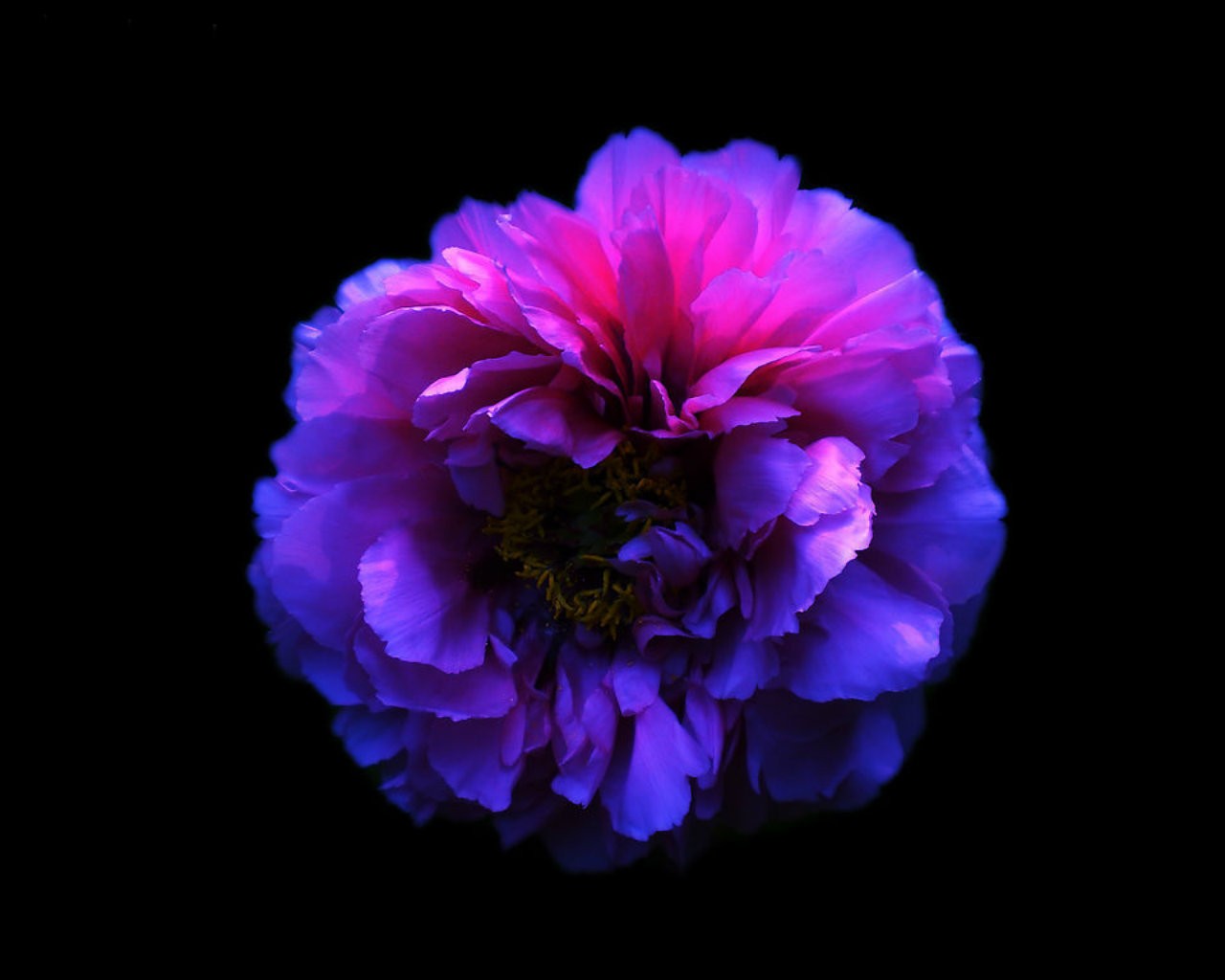 Carnation Flower Wallpapers