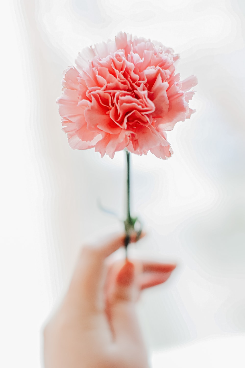 Carnation Flower Wallpapers