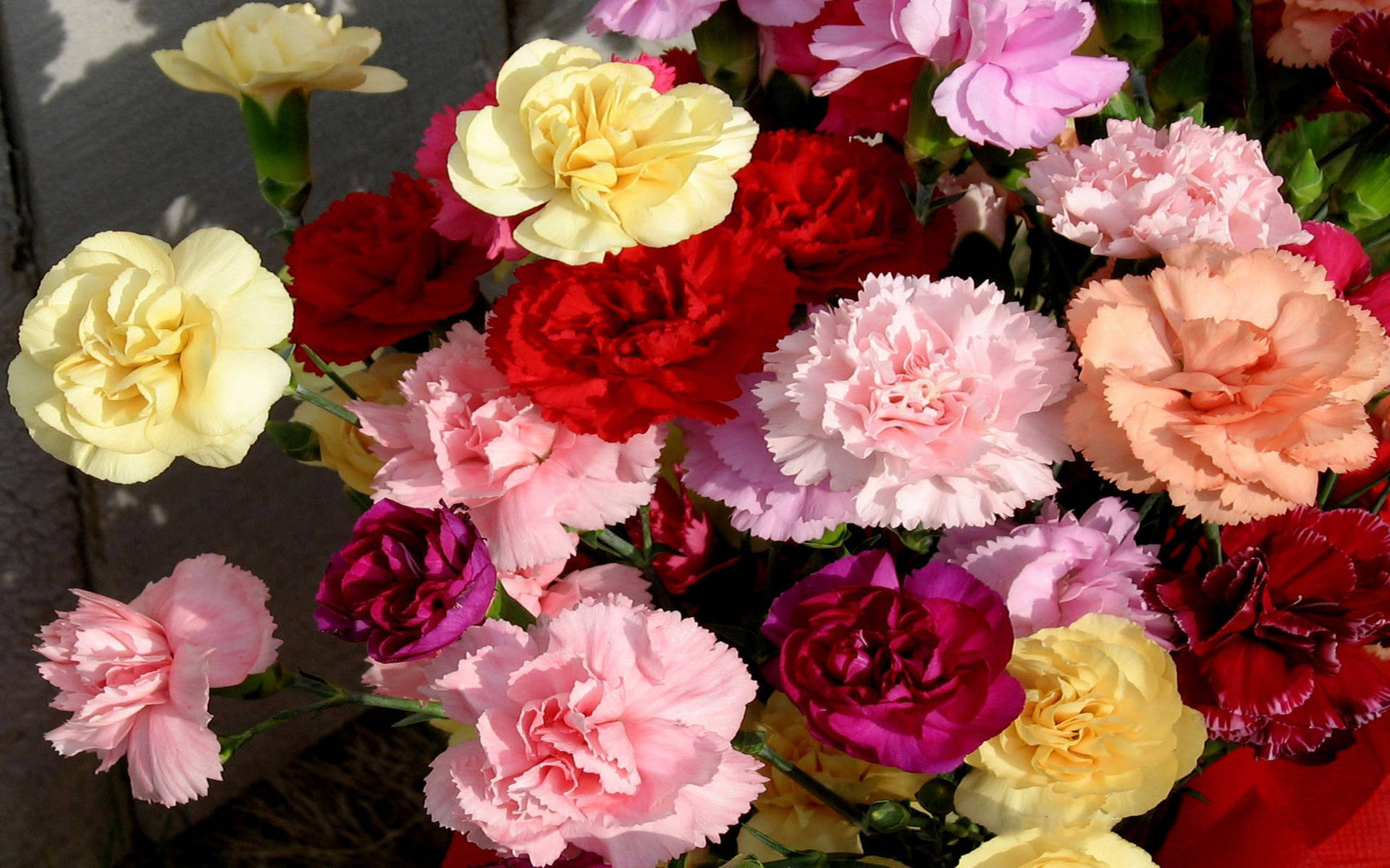 Carnation Flower Wallpapers