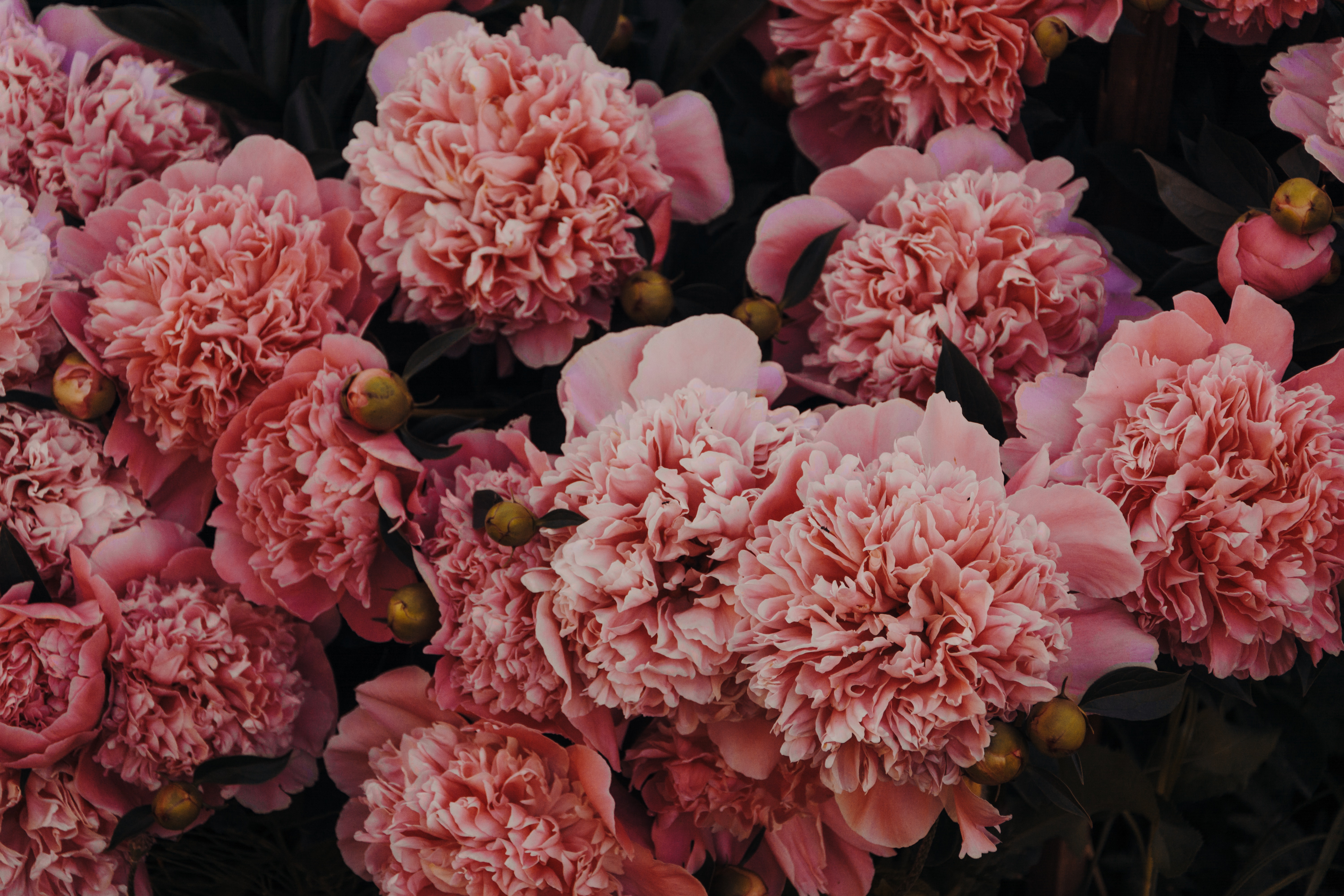 Carnation Flower Wallpapers