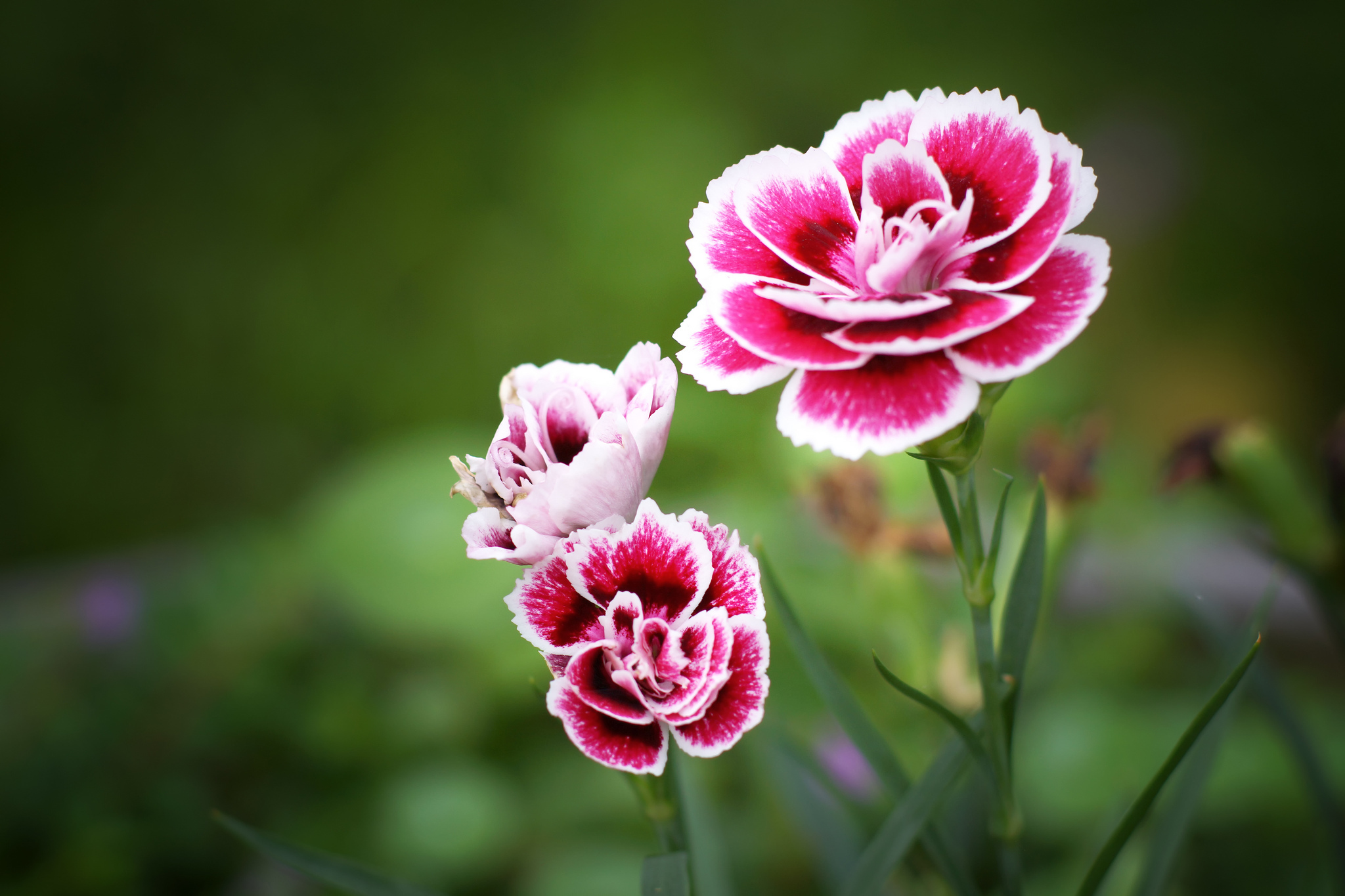 Carnation Flower Wallpapers