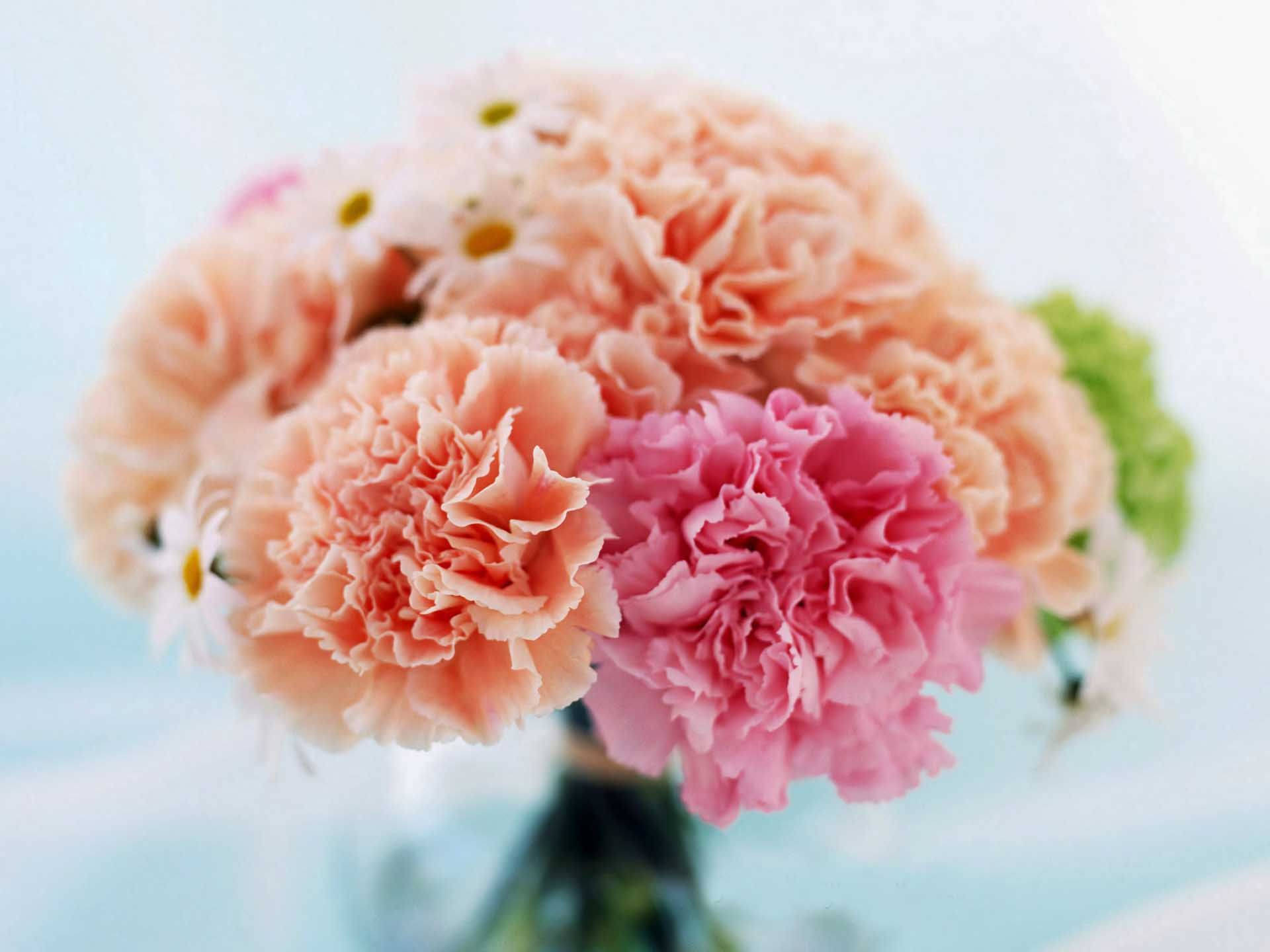 Carnation Flower Wallpapers