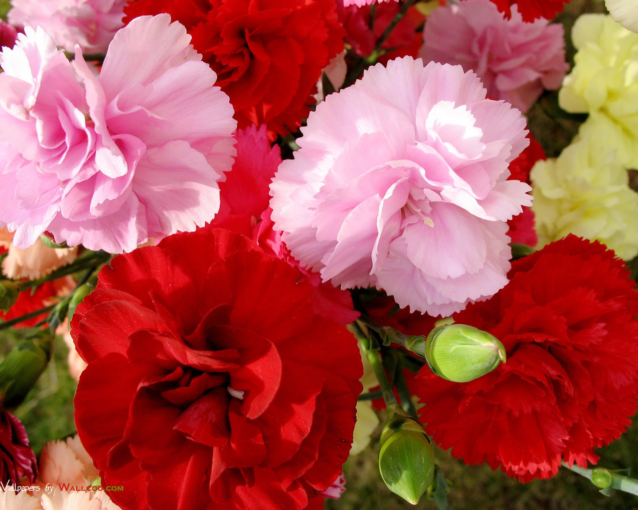 Carnation Flower Wallpapers