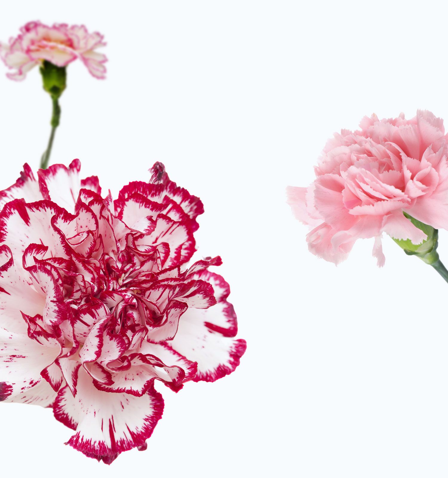Carnation Flower Wallpapers