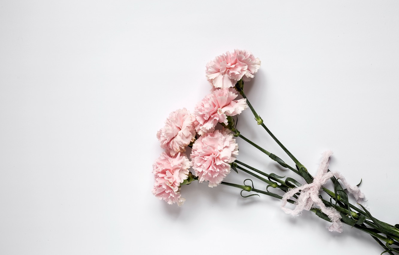 Carnation Flower Wallpapers