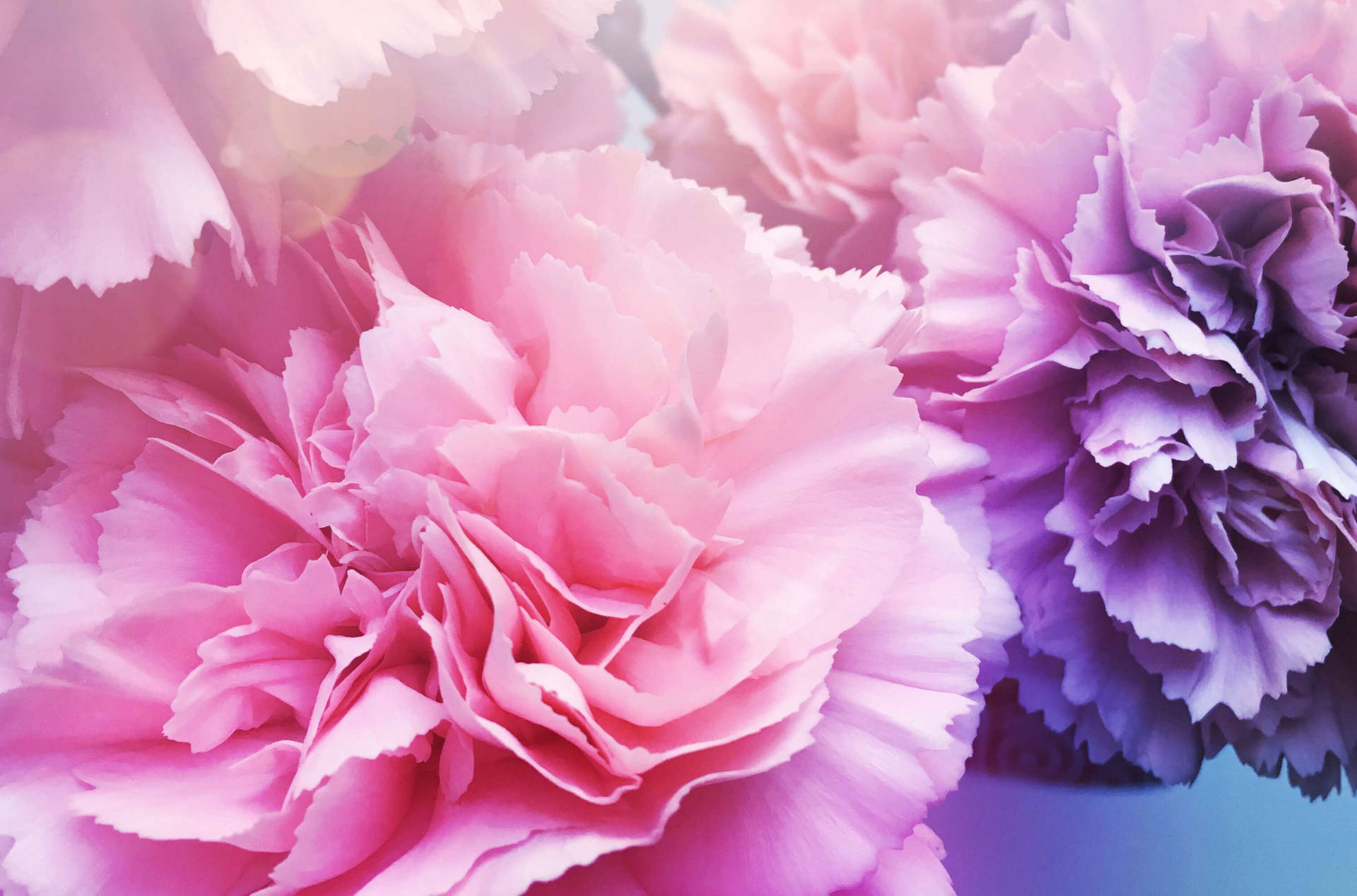 Carnation Flower Wallpapers