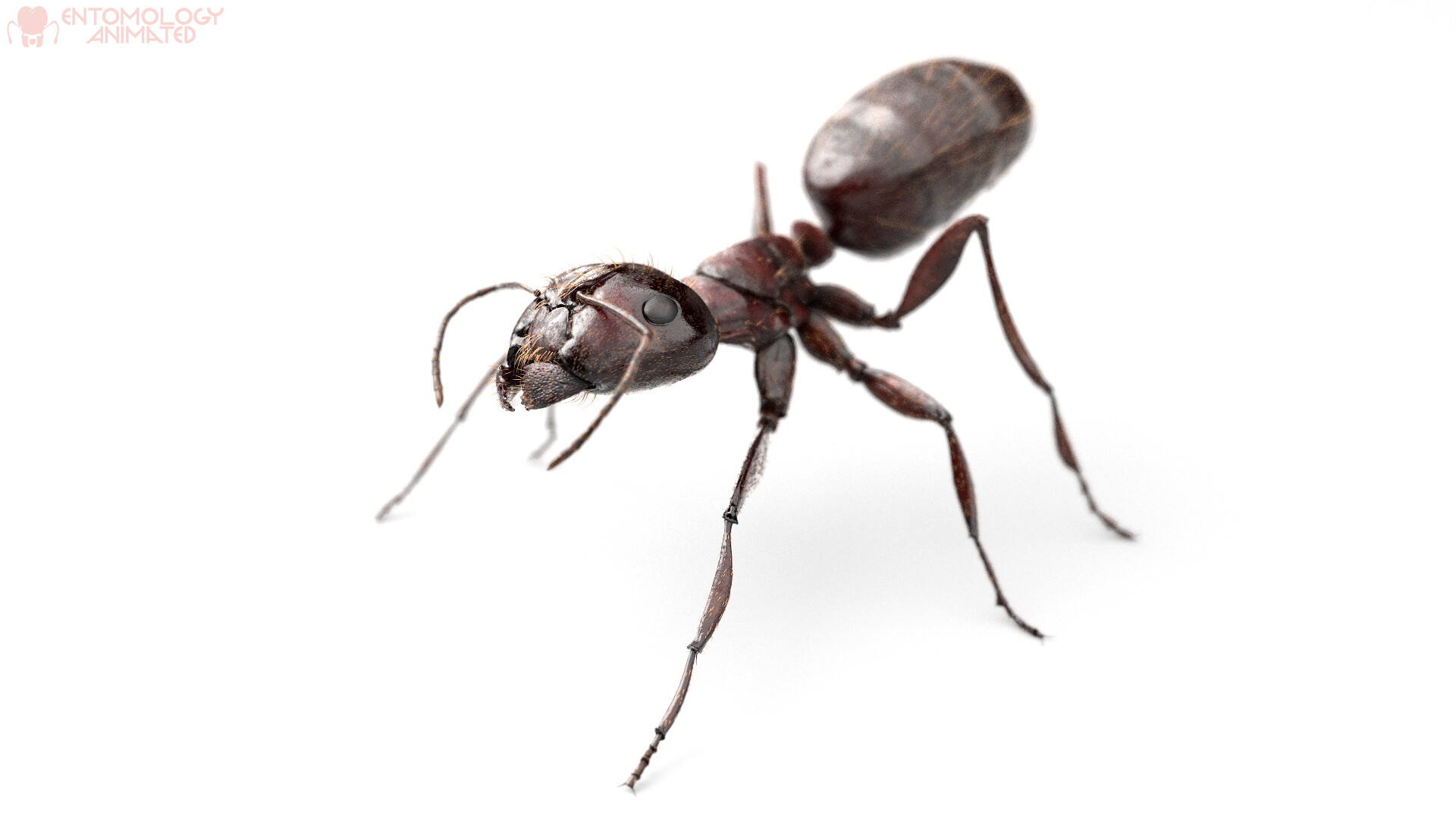 Carpenter Ant Wallpapers