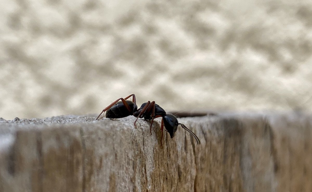 Carpenter Ant Wallpapers