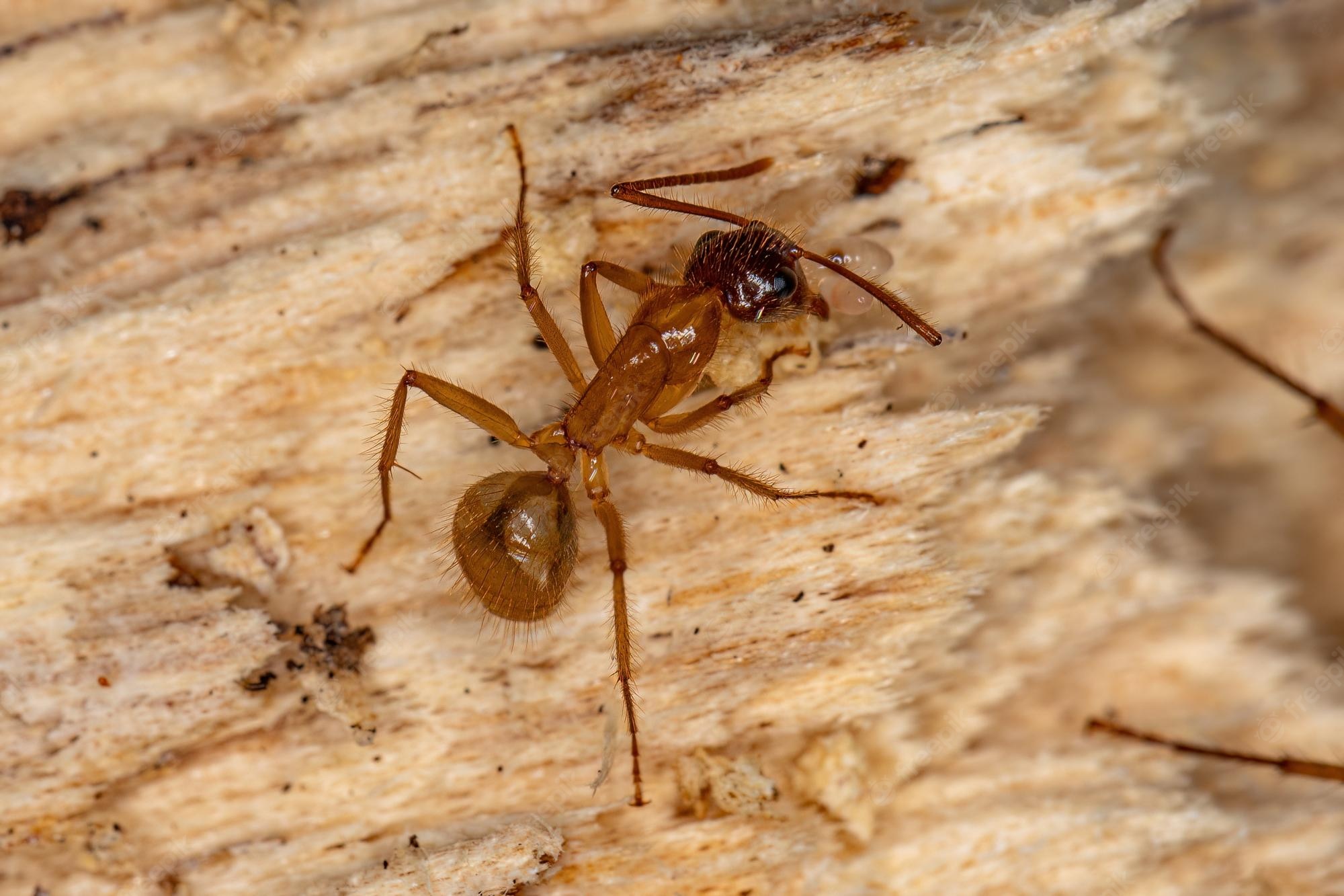 Carpenter Ant Wallpapers