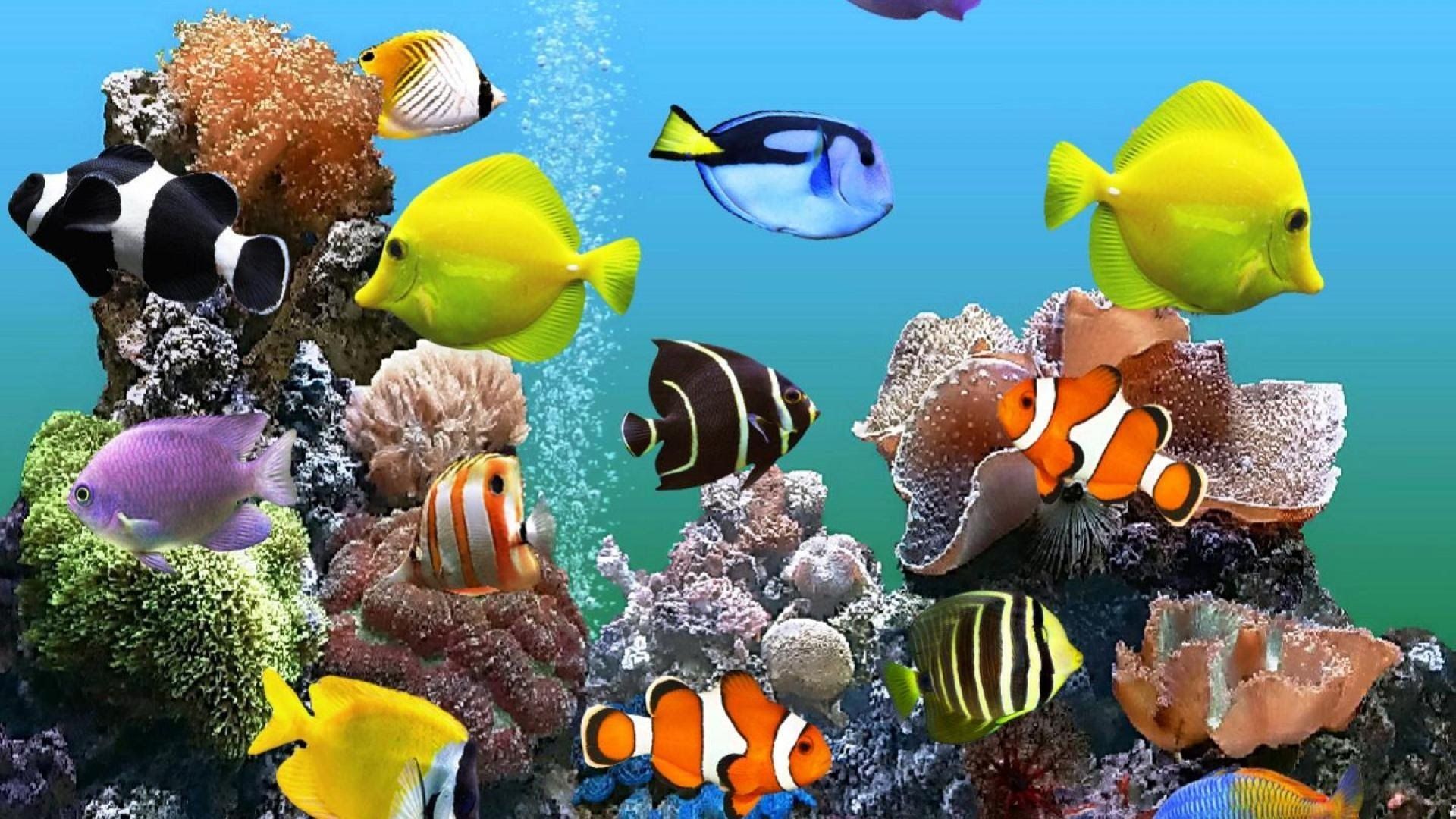 Cartoon Aquarium Wallpapers