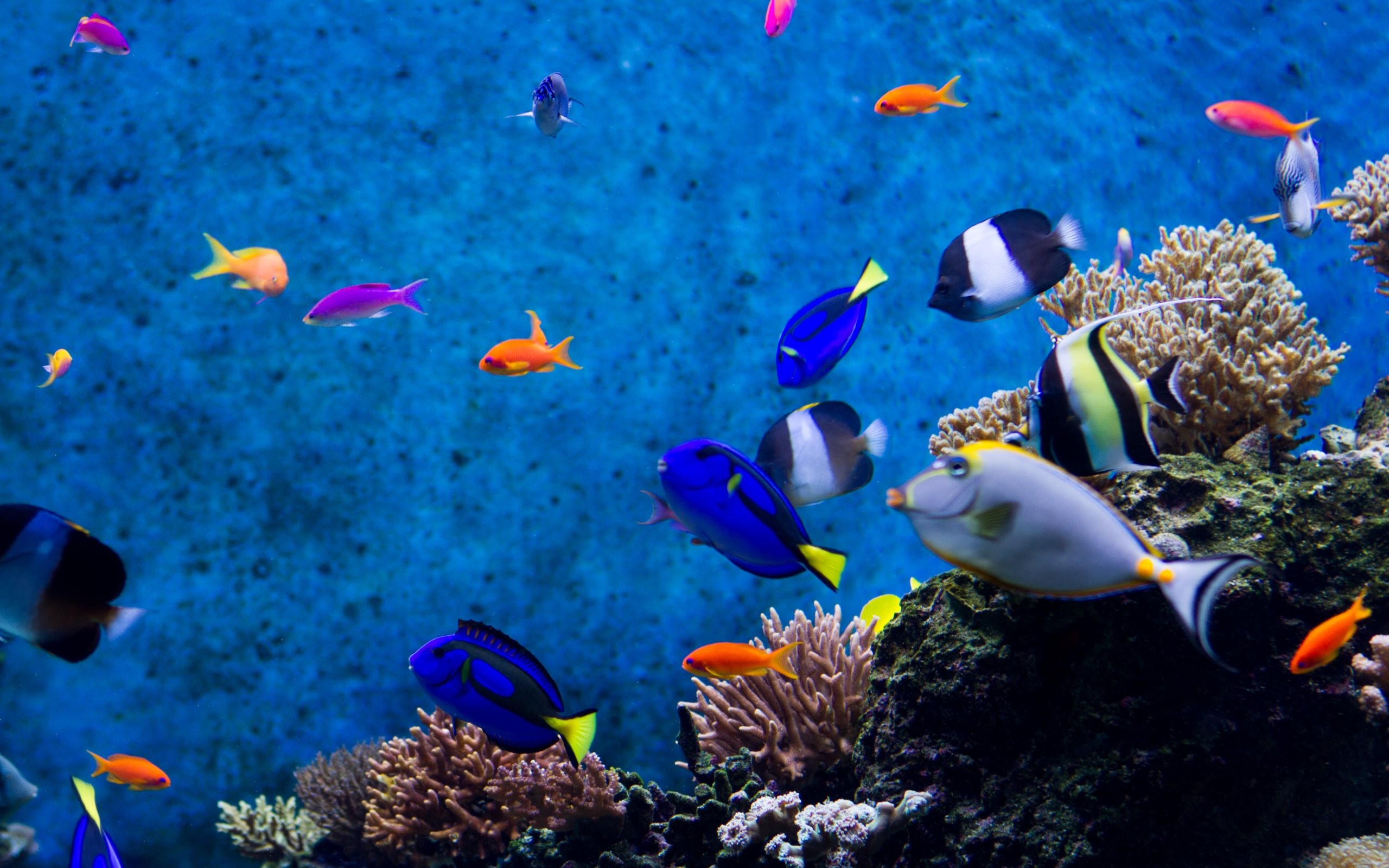 Cartoon Aquarium Wallpapers