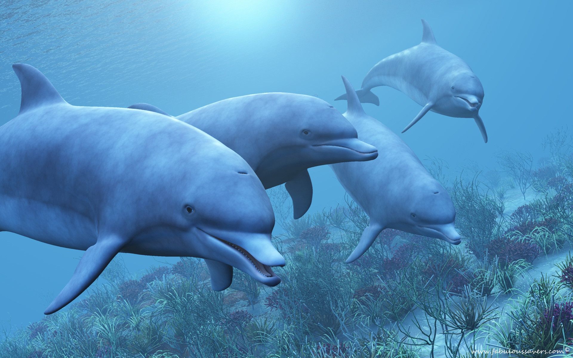 Cartoon Dolphin Wallpapers