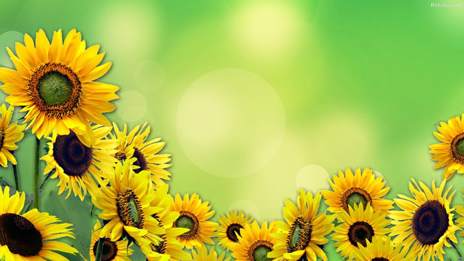 Cartoon Sunflower Wallpapers