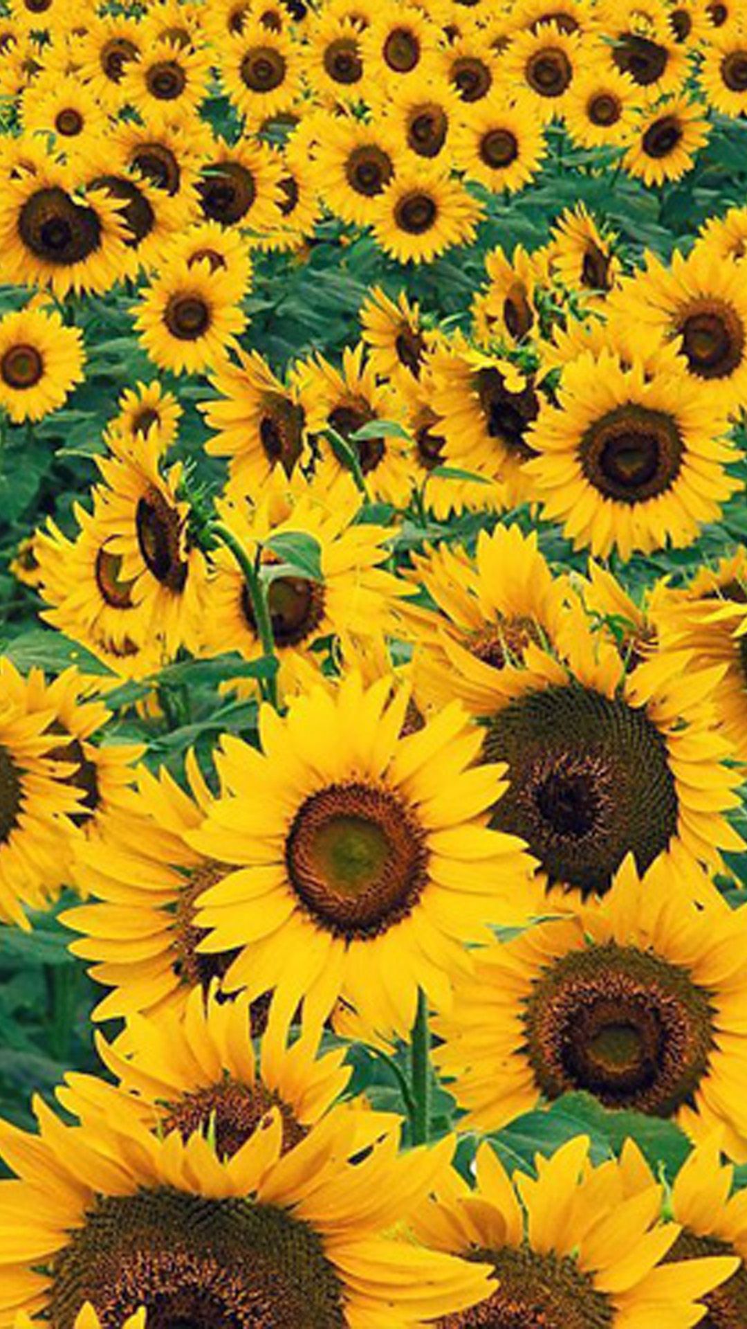 Cartoon Sunflower Wallpapers