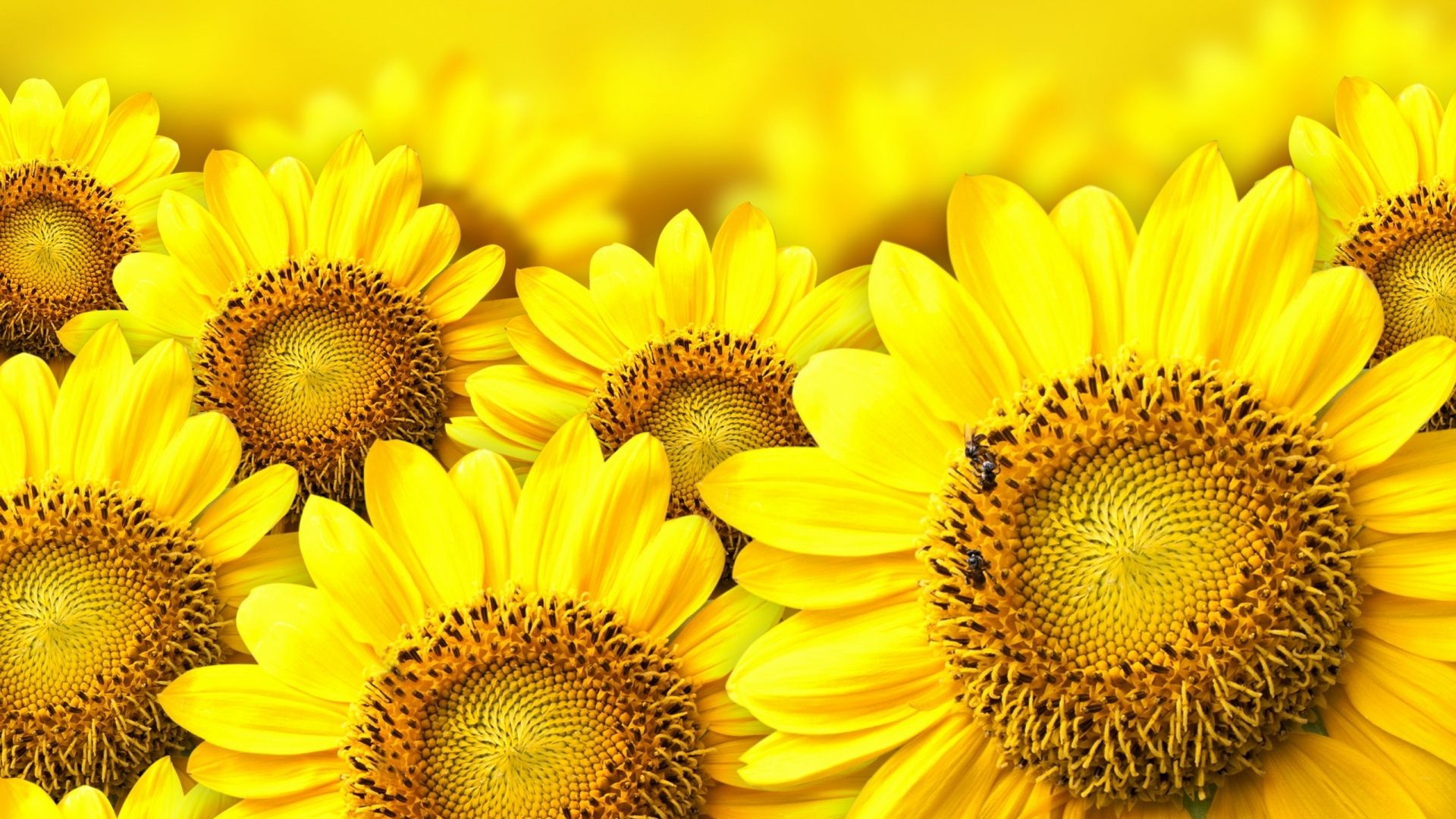 Cartoon Sunflower Wallpapers