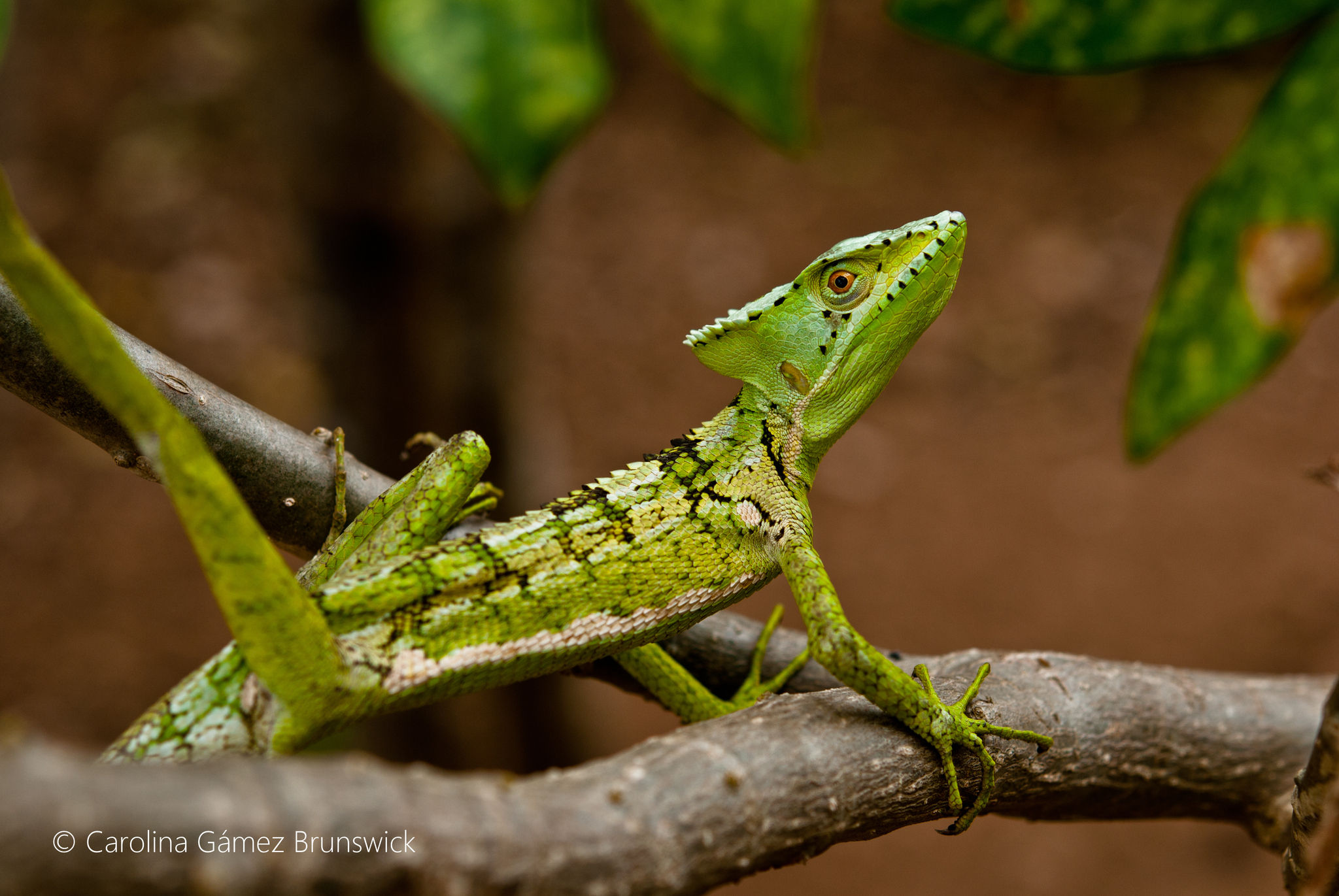 Casquehead Lizard Wallpapers