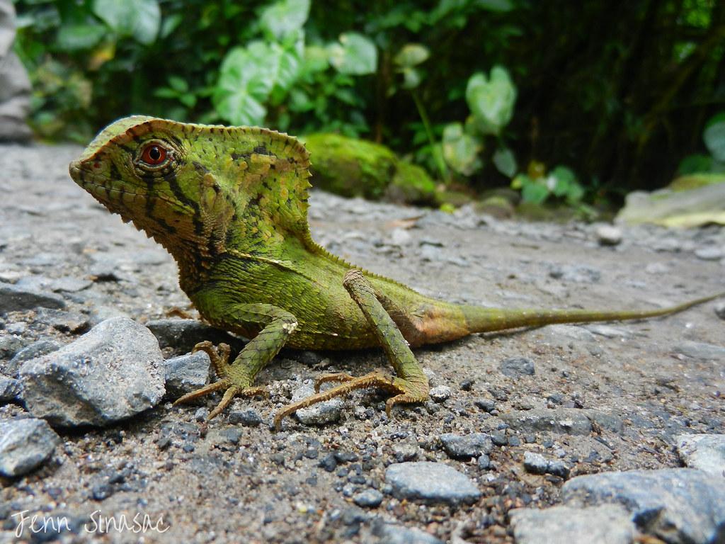 Casquehead Lizard Wallpapers