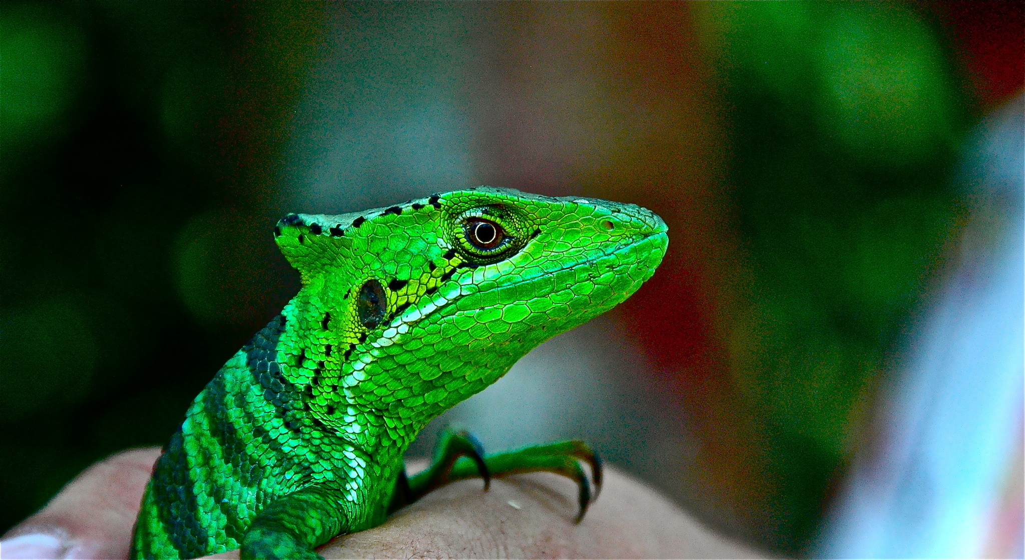 Casquehead Lizard Wallpapers