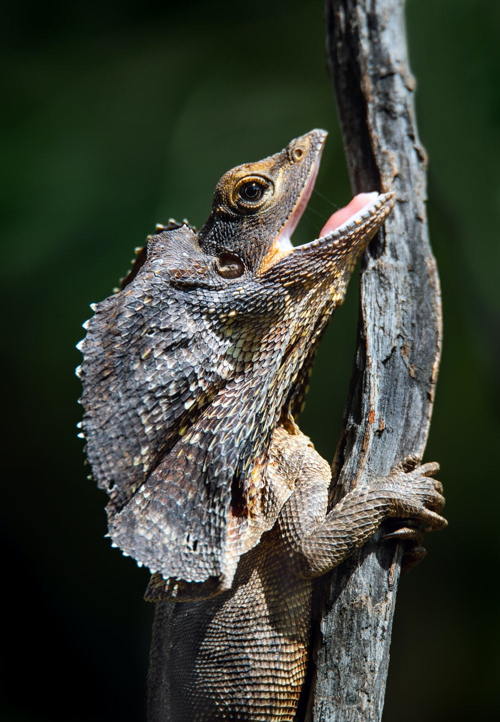 Casquehead Lizard Wallpapers