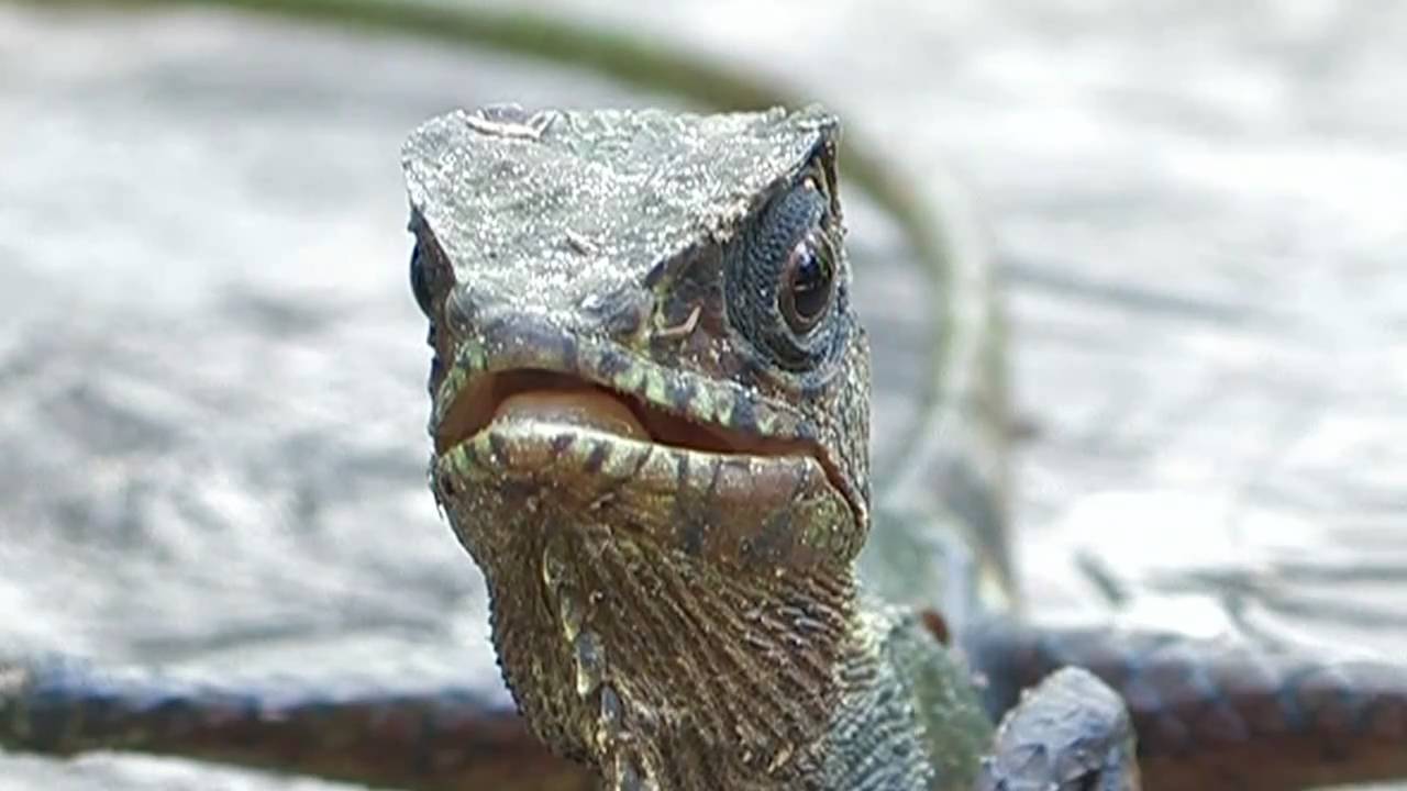 Casquehead Lizard Wallpapers