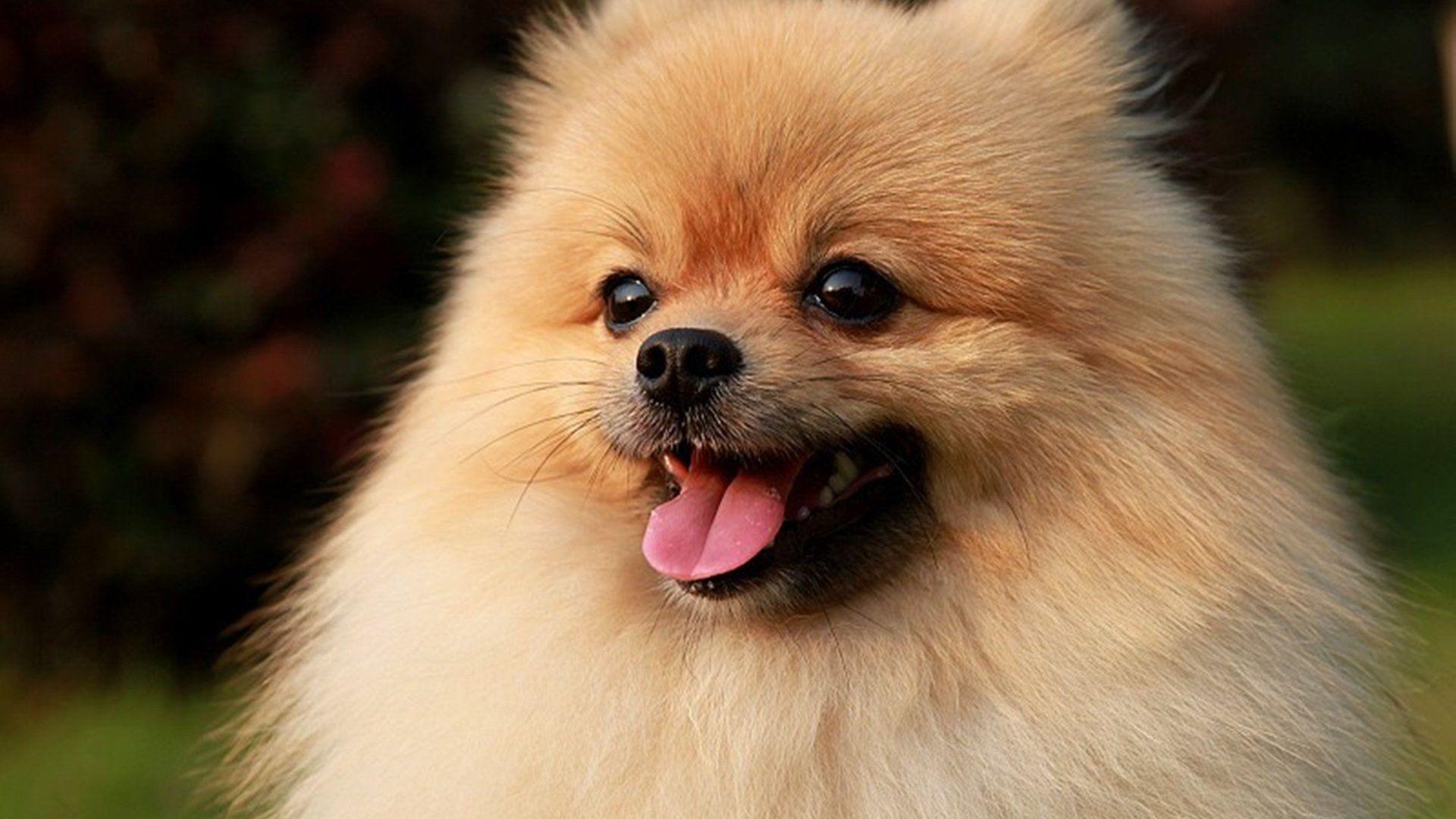 Castle Of Pomeranian Dukes Wallpapers