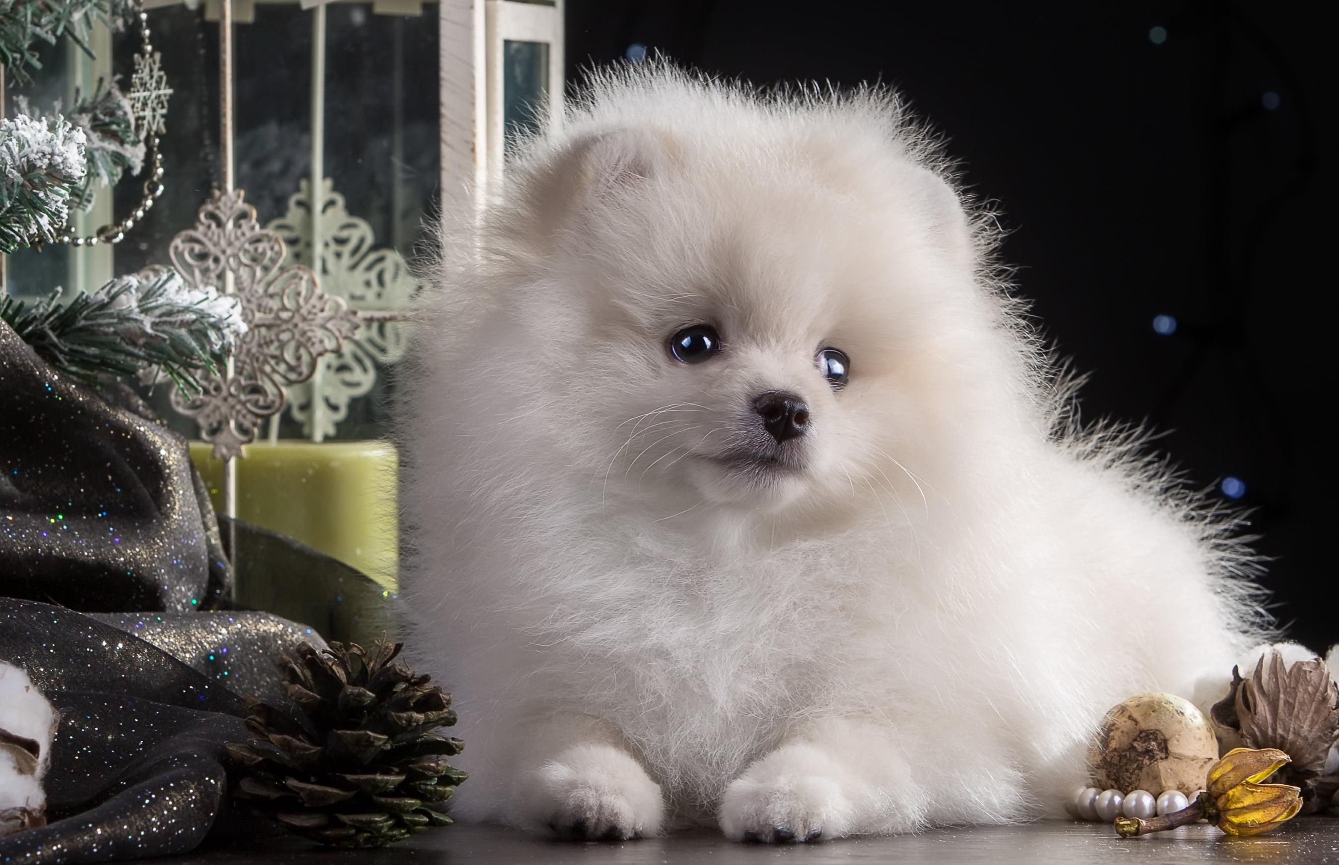 Castle Of Pomeranian Dukes Wallpapers