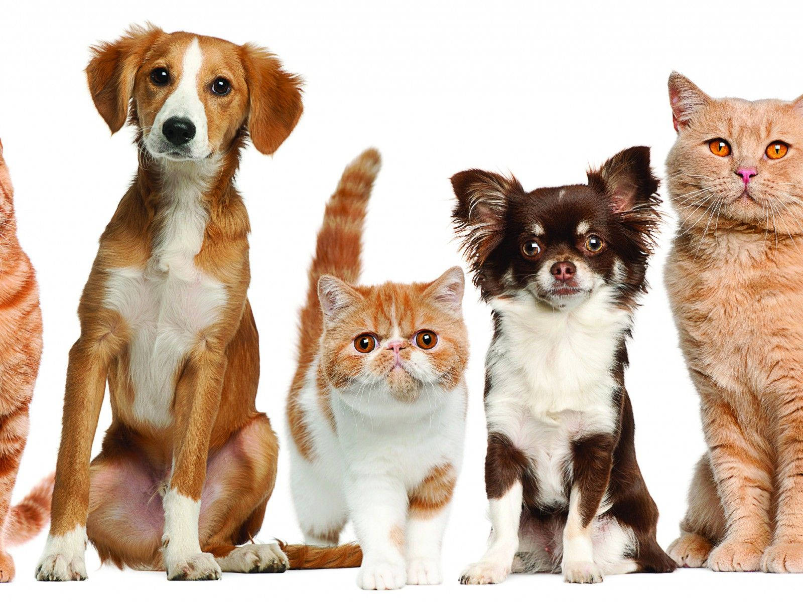 Cat & Dog Wallpapers