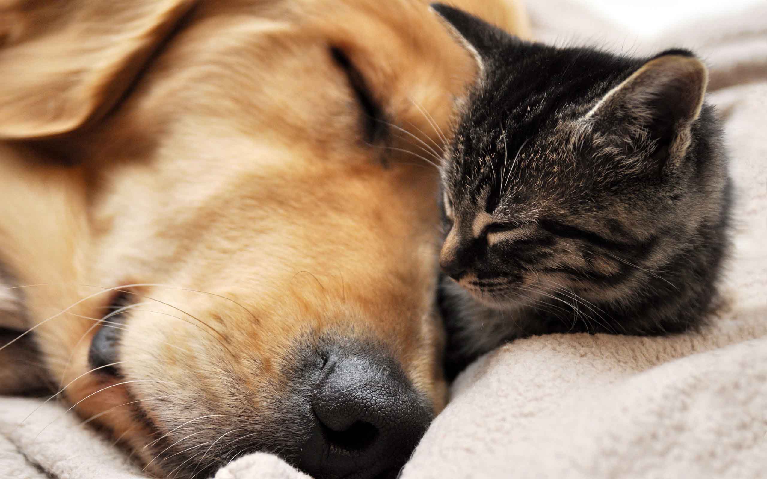 Cat & Dog Wallpapers