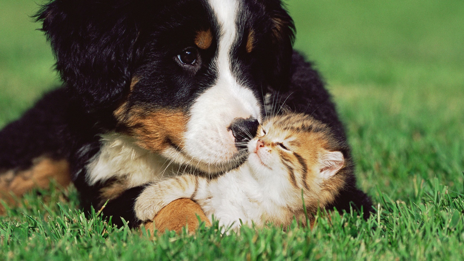 Cat & Dog Wallpapers