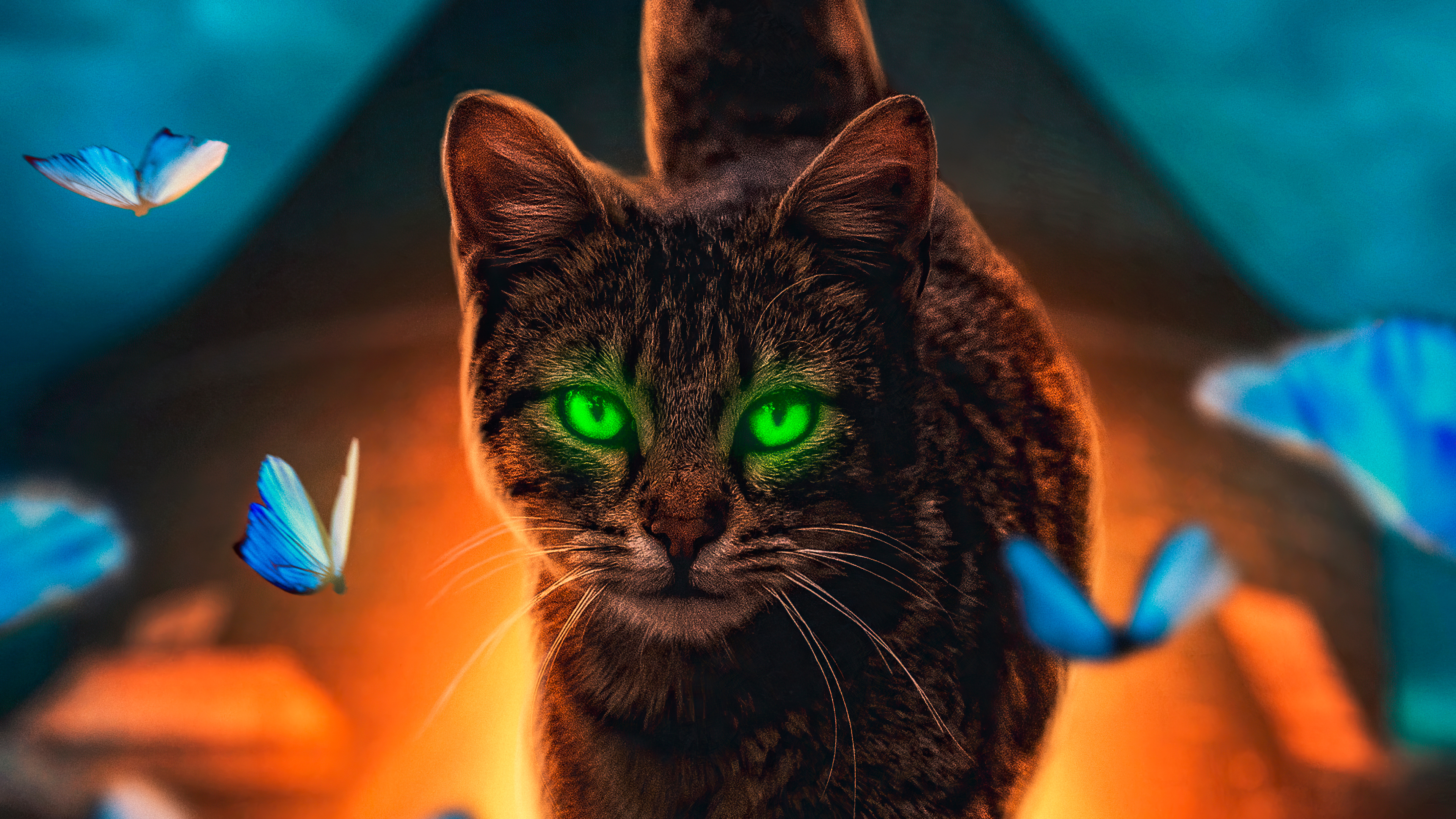 Cat 4K Wallpapers