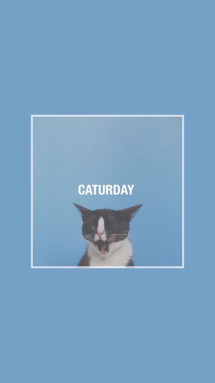 Cat Aesthetic Wallpapers