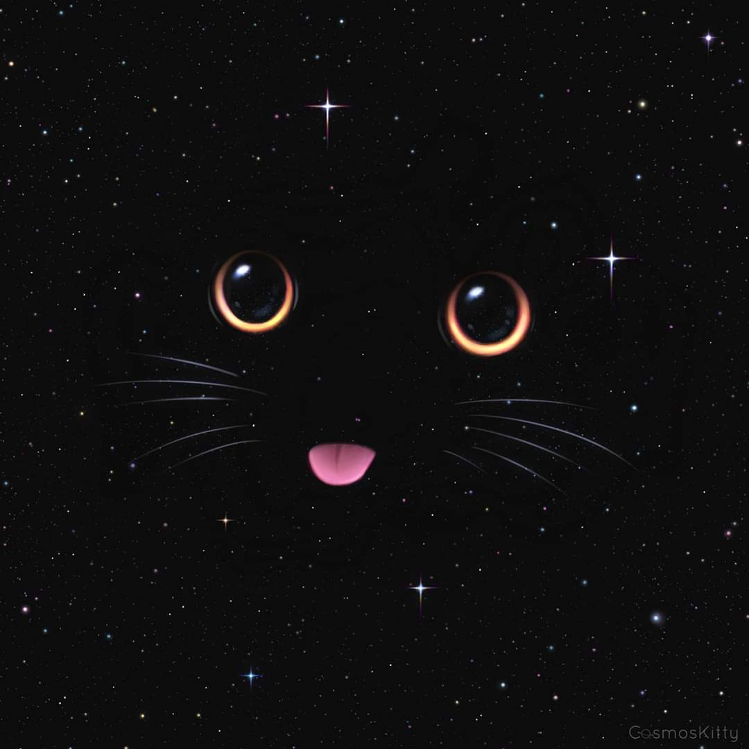 Cat Aesthetic Wallpapers