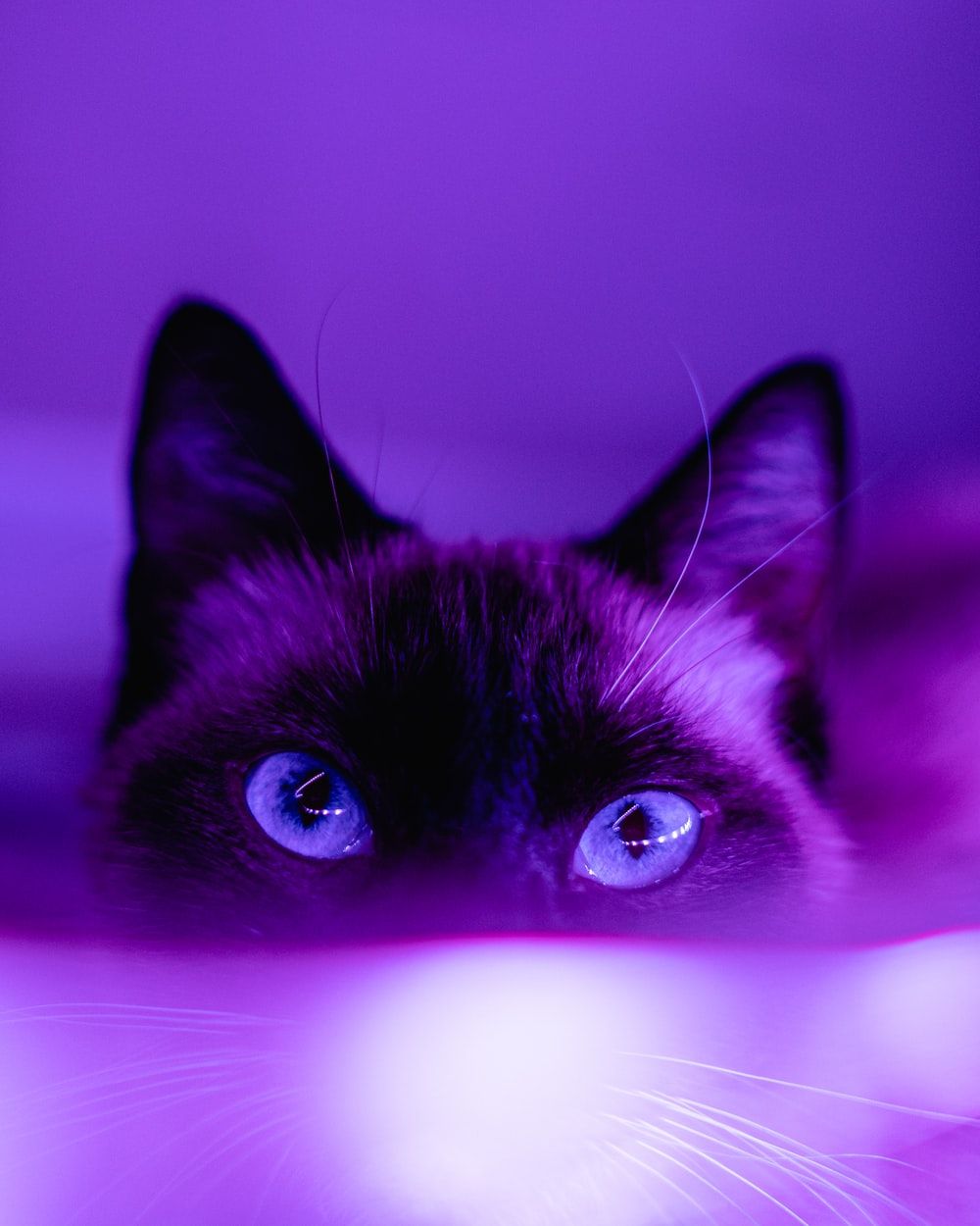 Cat Aesthetic Wallpapers