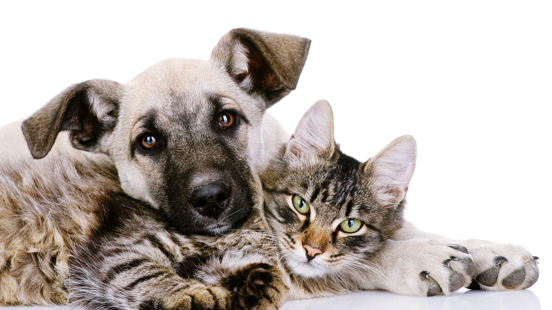 Cat And Dog Backgrounds