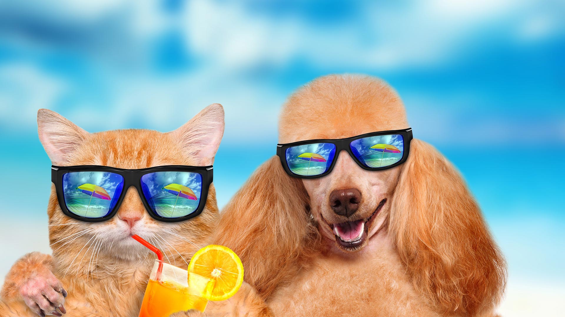 Cat And Dog Backgrounds