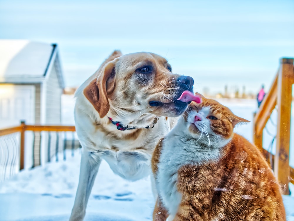 Cat And Dog Backgrounds