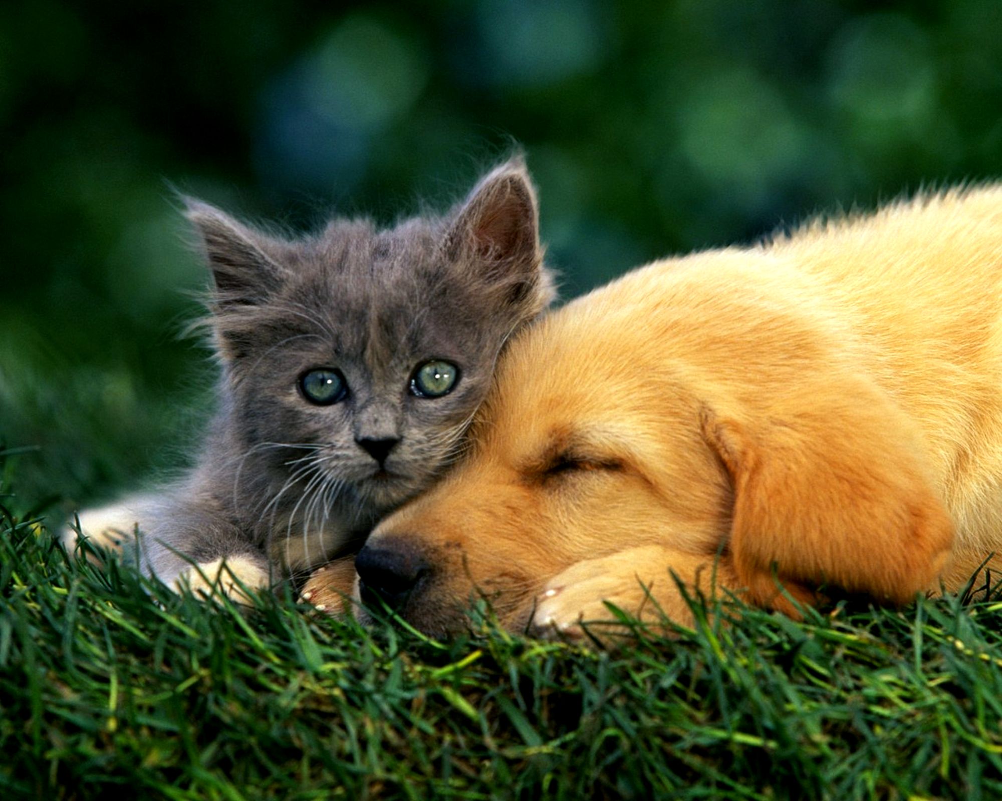 Cat And Dog Backgrounds