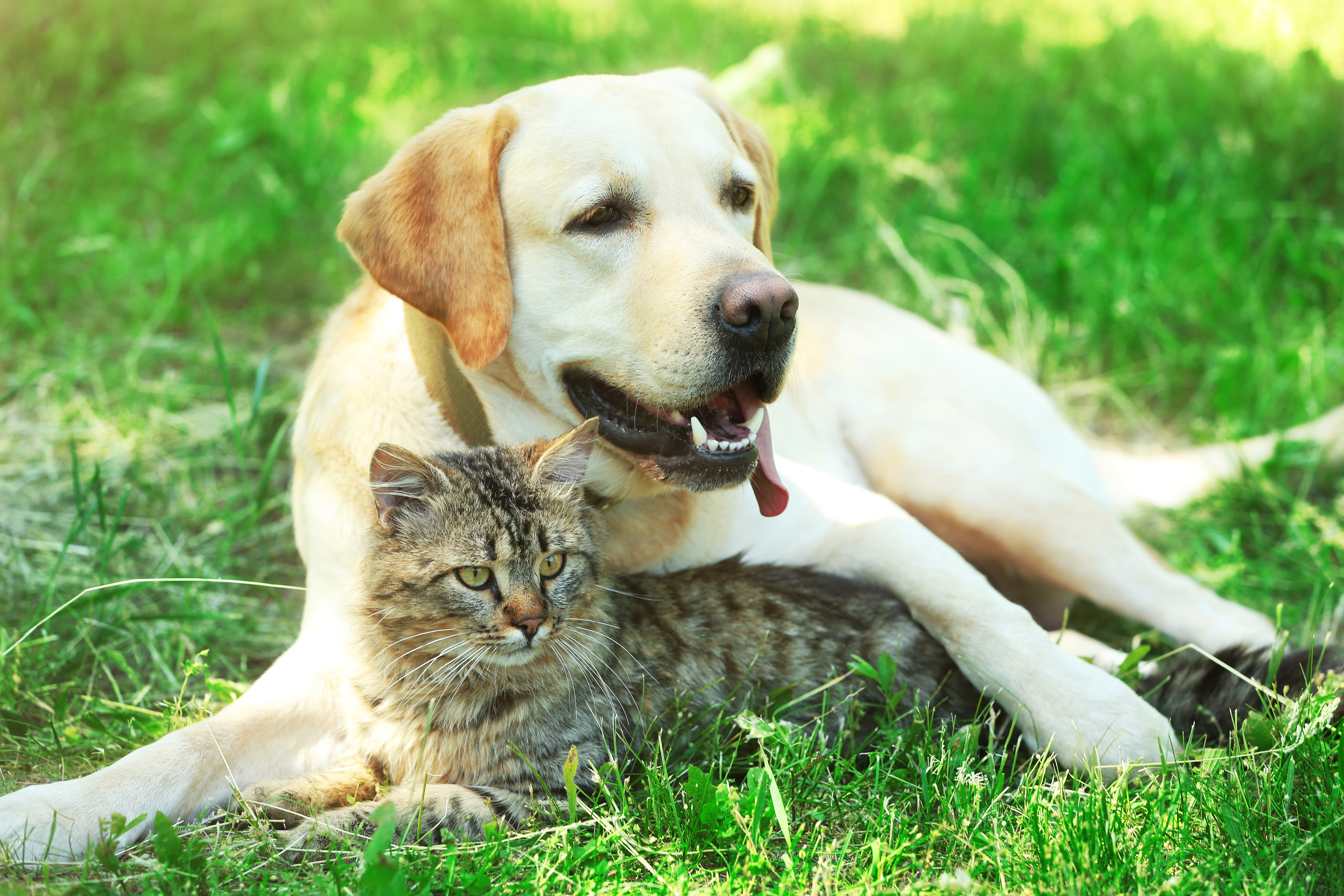 Cat And Dog Backgrounds