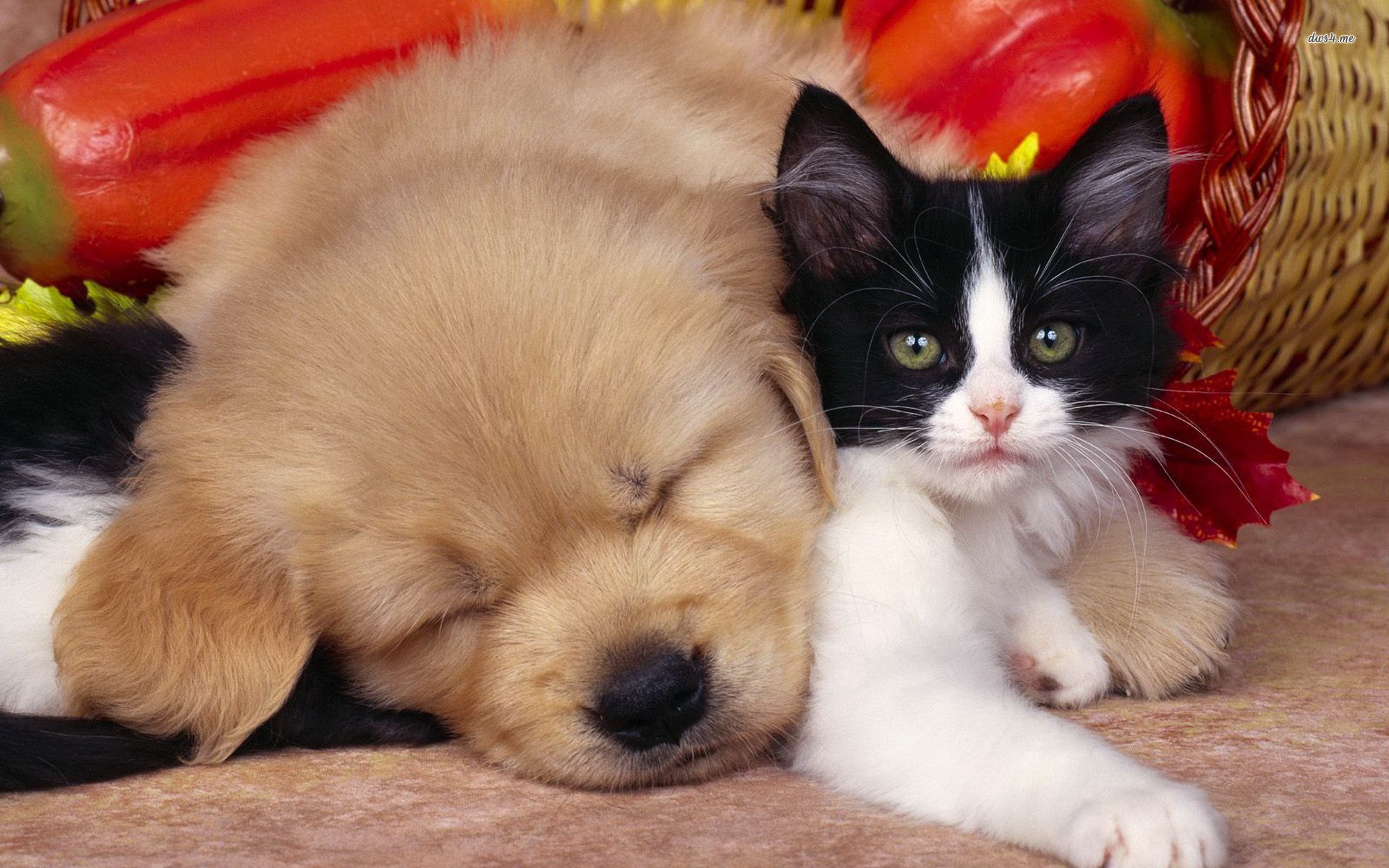 Cat And Dog Backgrounds