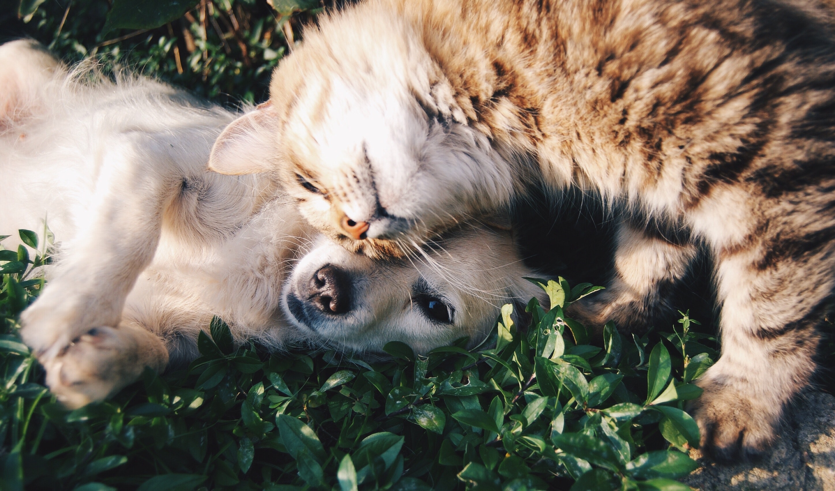 Cat And Dog Backgrounds