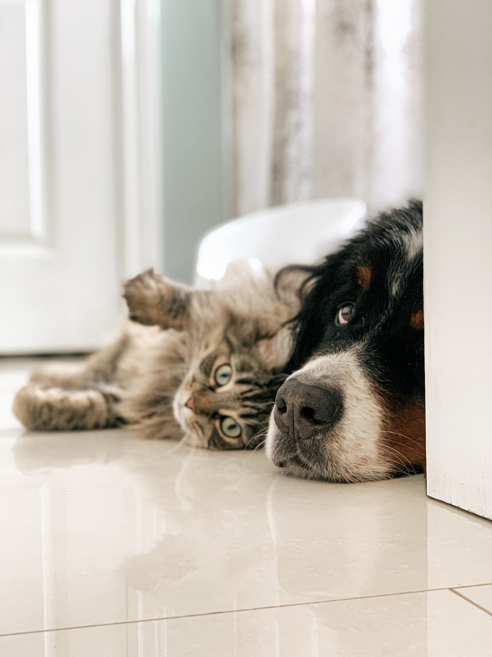 Cat And Dog Backgrounds