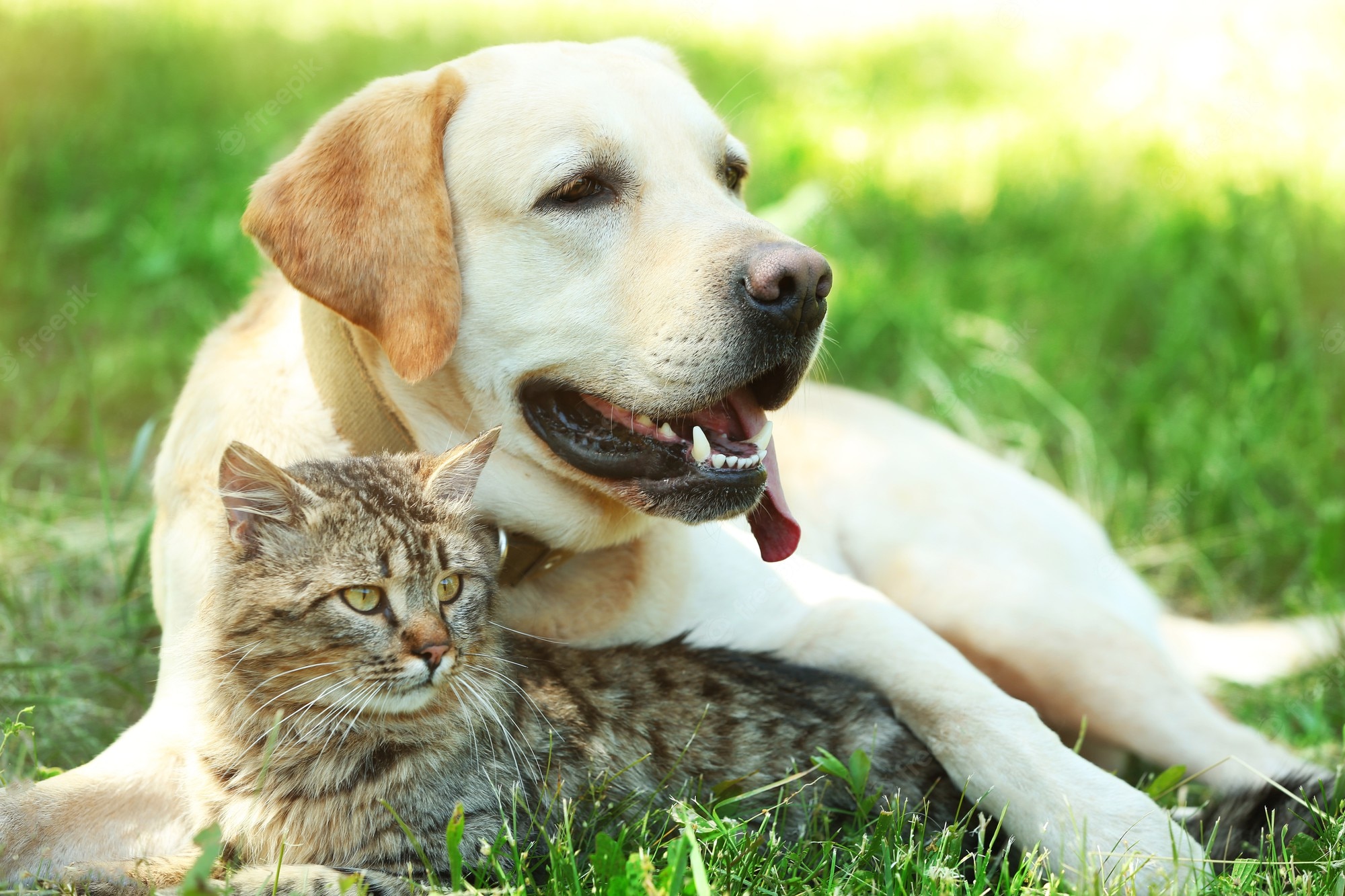 Cat And Dog Backgrounds