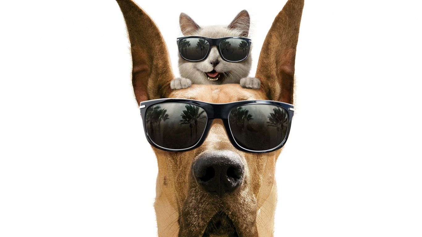 Cat And Dog Funny Wallpapers