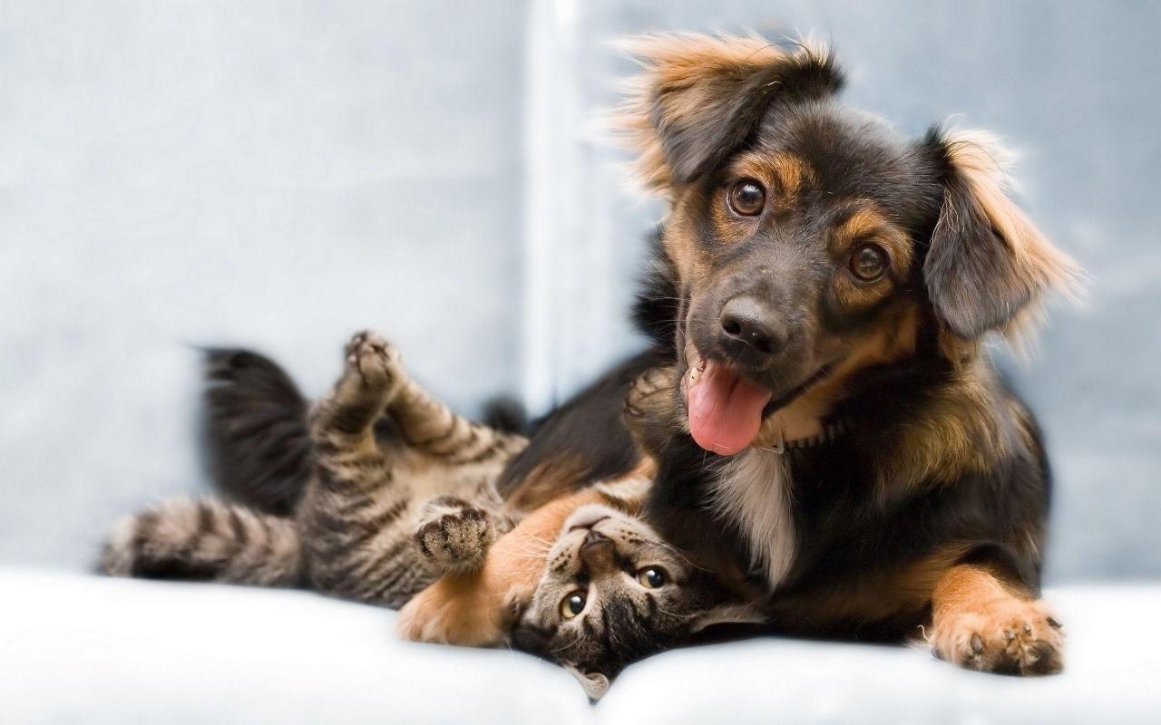 Cat And Dog Funny Wallpapers